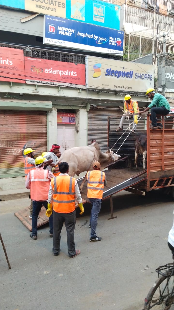 छुट्टा पशुओं के खिलाफ नगर में चला अभियान, किया गया जुर्माना